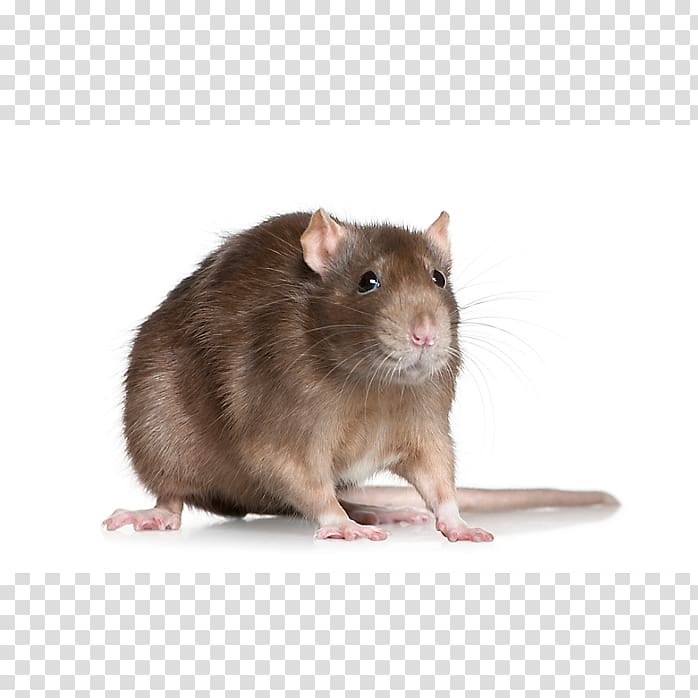 Brown rat Meme Pack rat Black rat Rodent, meme transparent background PNG clipart
