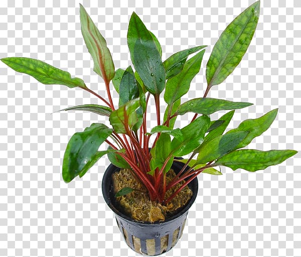 Cryptocoryne beckettii Cryptocoryne petchii Aquatic Plants Terrestrial plant Plant stem, others transparent background PNG clipart