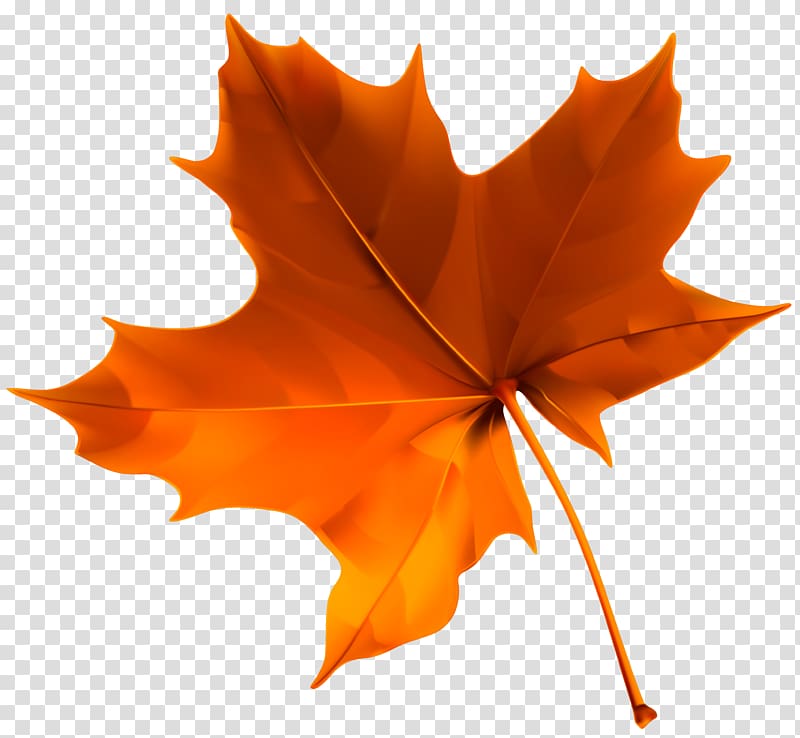 Autumn leaf color , Autumn Red Leaf , orange maple leaf transparent background PNG clipart