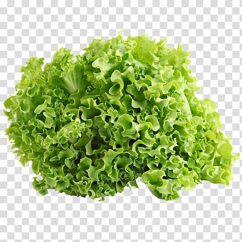 Iceberg lettuce Leaf vegetable Salad Endive Red leaf lettuce, lettuce transparent background PNG clipart