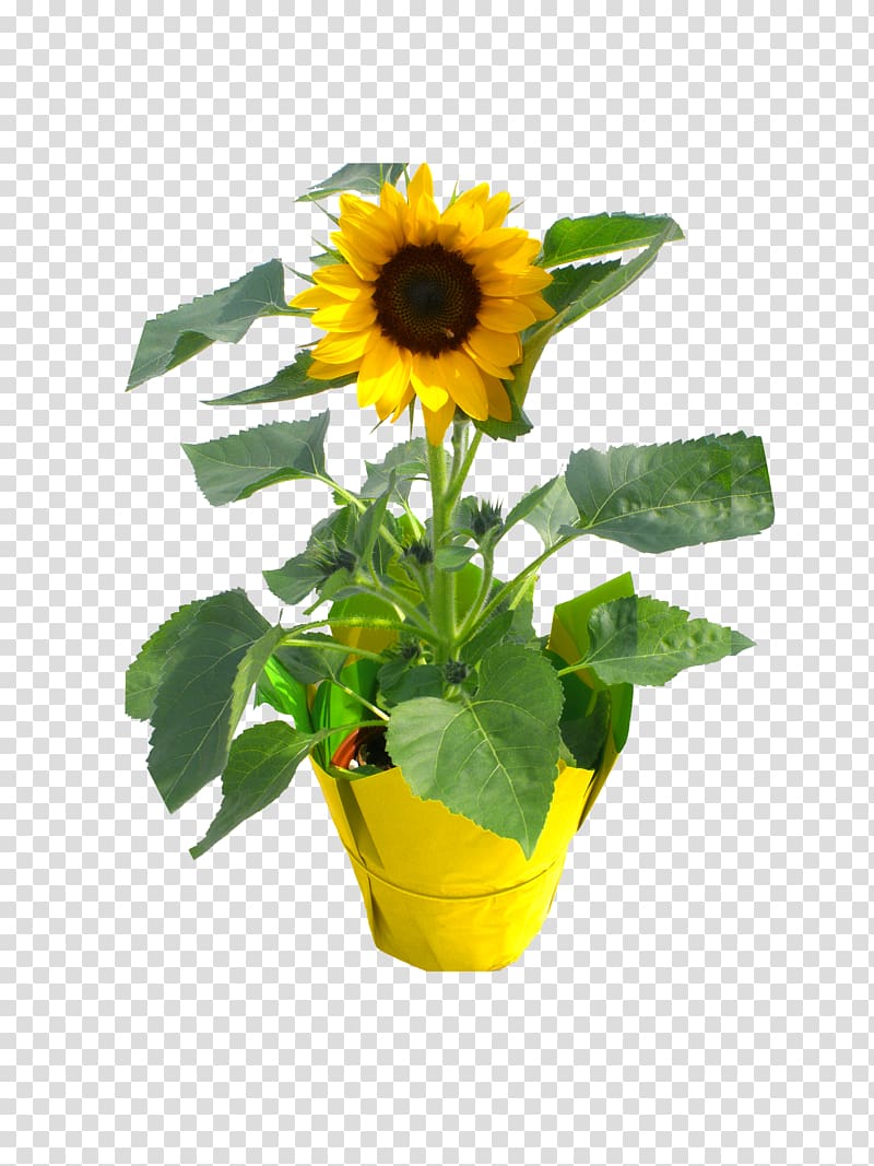 Consolidated Nurseries LLC Flowerpot Sunflower seed Nursery sunflower m, sunflower no background transparent background PNG clipart