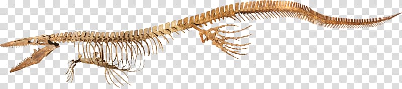 Tylosaurus Late Cretaceous Kronosaurus Mosasaurs Woolungasaurus glendowerensis, dinosaur transparent background PNG clipart