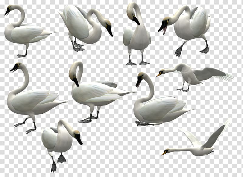 Mute swan Bird, 3D white swan flying pattern transparent background PNG clipart