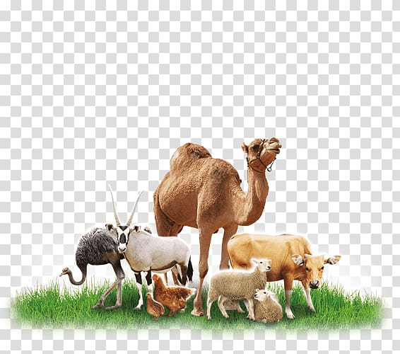 Dromedary Cattle feeding Animal feed, animal Feed transparent background PNG clipart