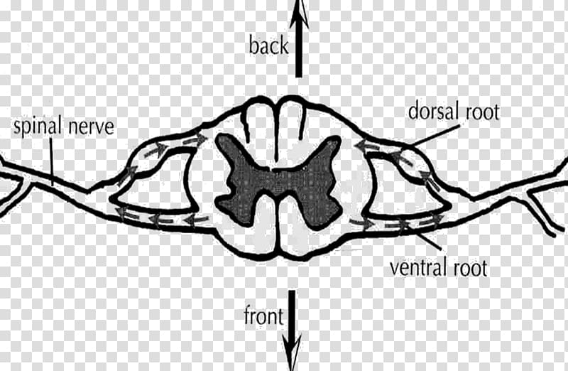 Ventral root of spinal nerve Dorsal root of spinal nerve Spinal cord Dorsal root ganglion, Somatic Nervous System transparent background PNG clipart