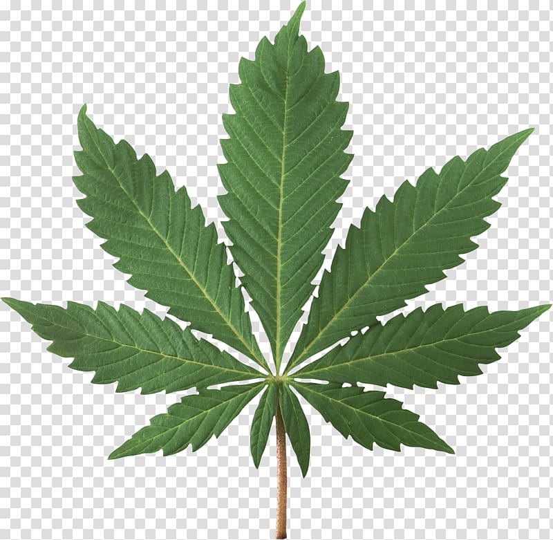 green leafed plant, Cannabis sativa Cannabis smoking Cannabis ruderalis Marijuana, Cannabis transparent background PNG clipart