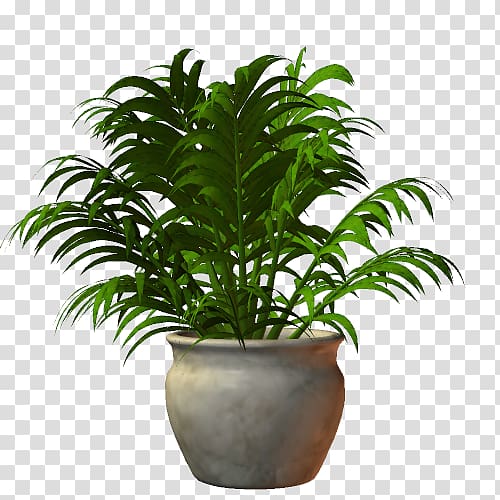 Lucky bamboo Houseplant Tree, plant transparent background PNG clipart