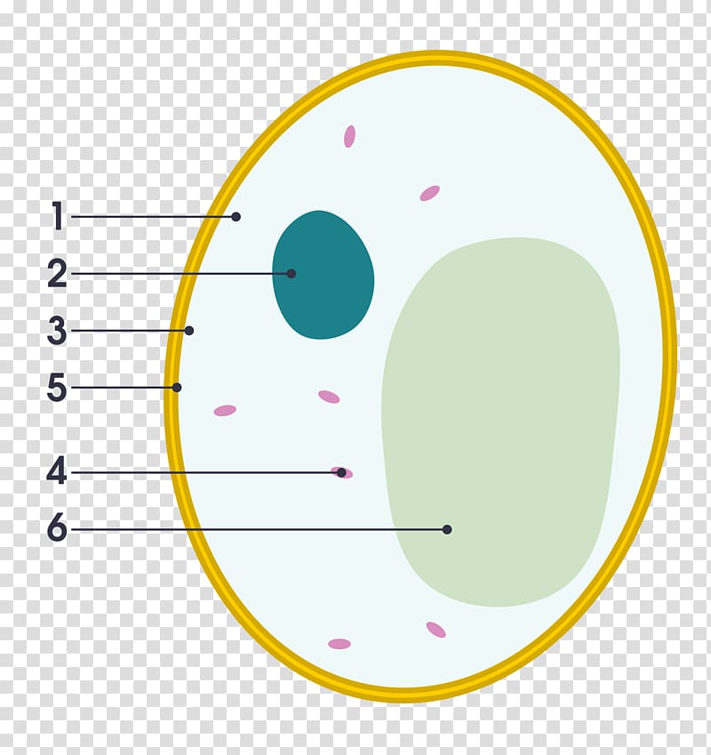 Yeast Cell wall Fungus Diagram, yeast illustration transparent background PNG clipart