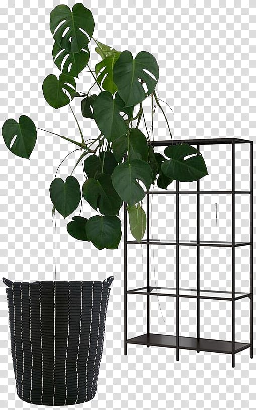 Houseplant Swiss cheese plant Indoor Plants Shelf, IKEA Balcony Plants transparent background PNG clipart