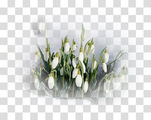 Spring Daytime Flower Snowdrop, others transparent background PNG clipart thumbnail