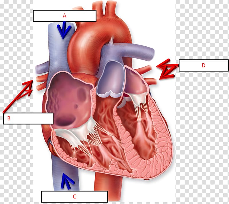 Anatomy Of The Heart Chart Human body Diagram, heart transparent background PNG clipart