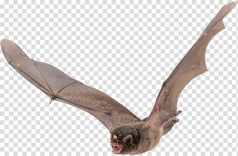 brown and black bat, Bat transparent background PNG clipart