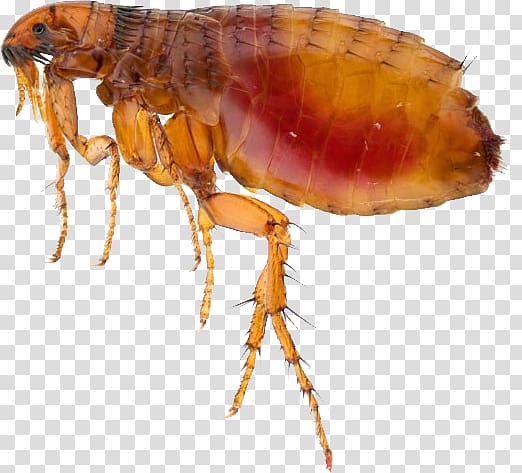 Flea transparent background PNG clipart