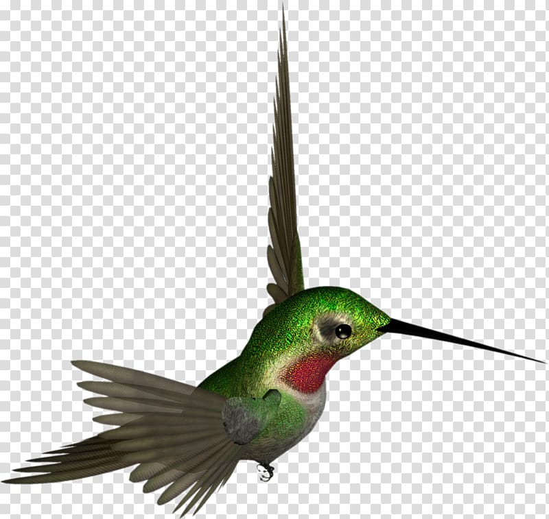 Ruby-throated hummingbird , Hummingbird transparent background PNG clipart
