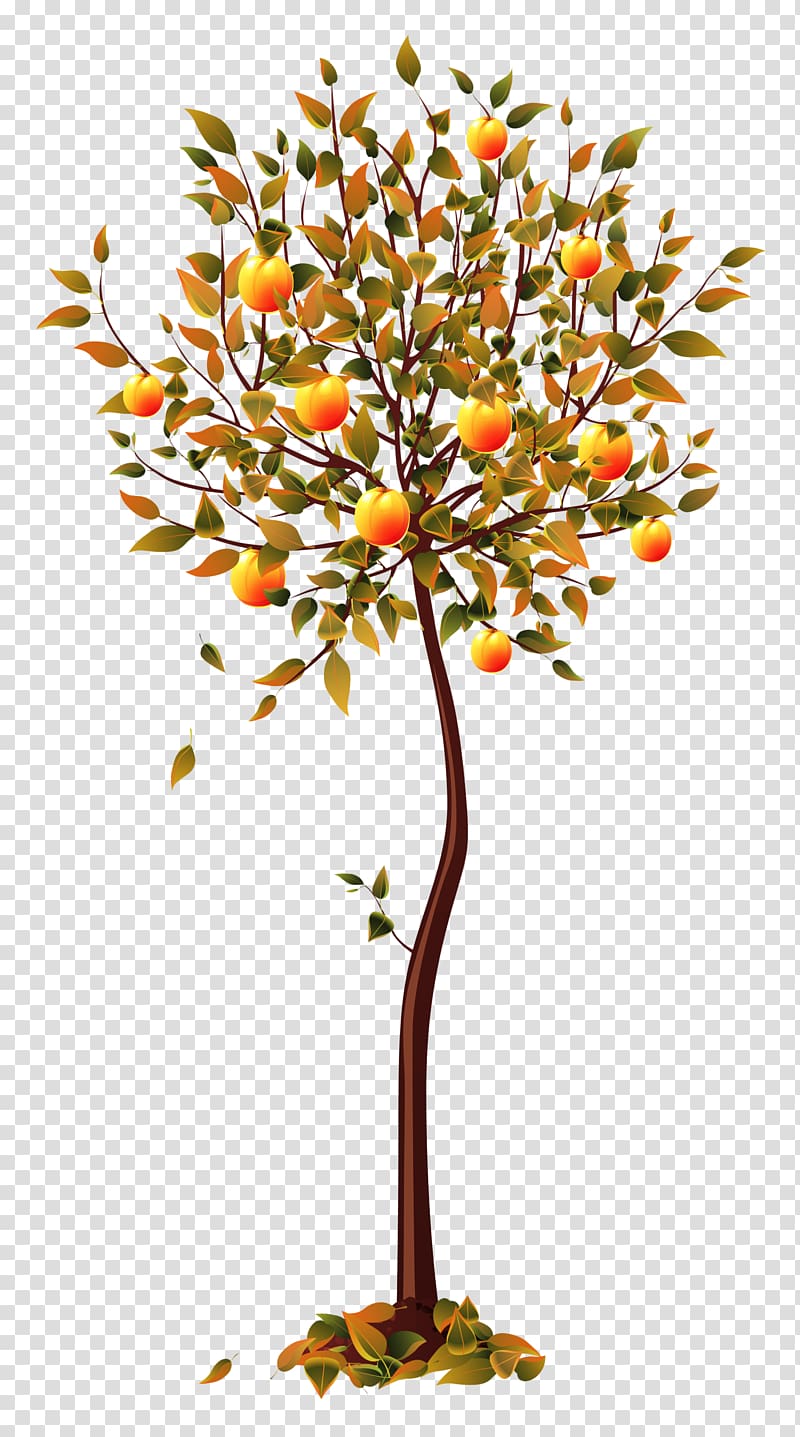 Fruit tree transparent background PNG clipart