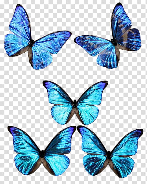 Butterfly Insect Morpho rhetenor Morpho cypris Morpho aurora, blue ...