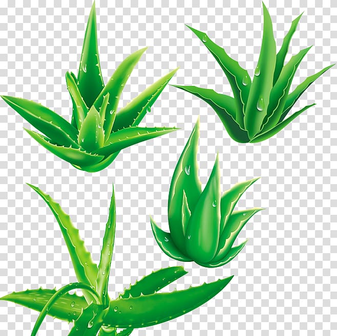 Aloe vera Illustration, Aloe transparent background PNG clipart