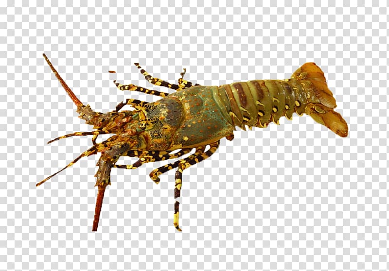 The Interpretation of Dreams by the Duke of Zhou Palinurus elephas Seafood Procambarus clarkii, lobster,food,Supper,Prawn transparent background PNG clipart