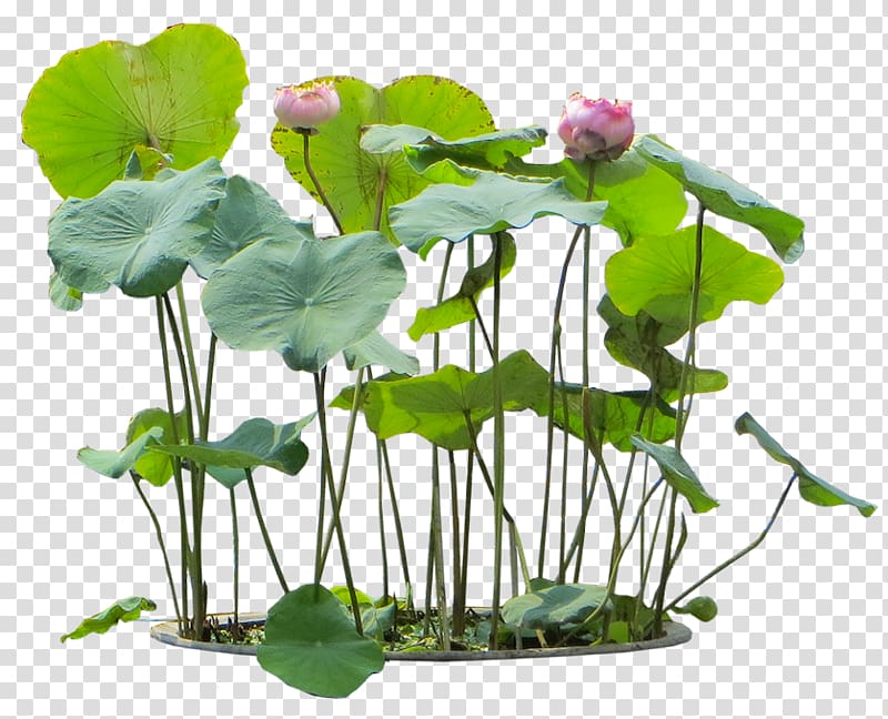 green cordate leaf plant with pink flowers , Nelumbo nucifera Water lily Aquatic Plants, Palm transparent background PNG clipart