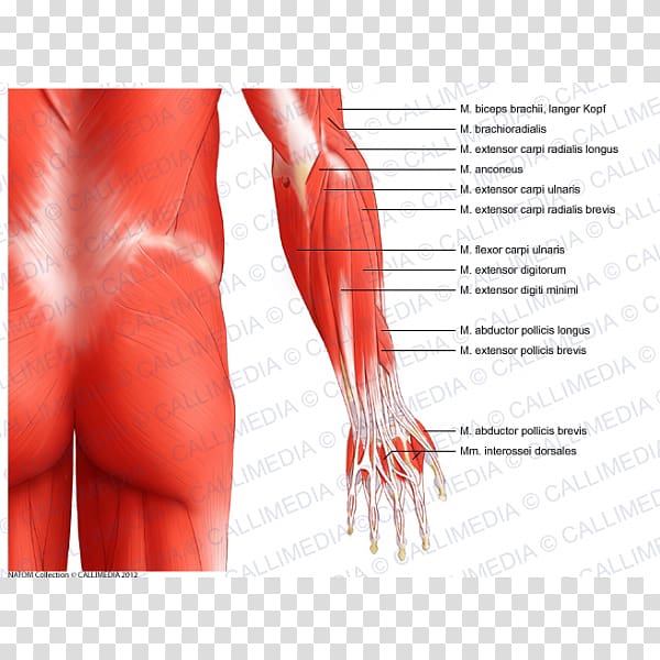 Forearm Muscle Human body Elbow Anatomy, hand transparent background PNG clipart