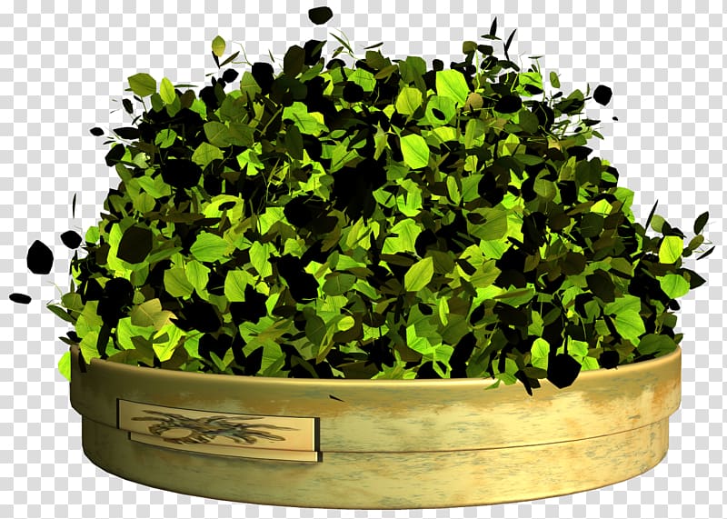 green leafed plant, Grass, Grass altar transparent background PNG clipart