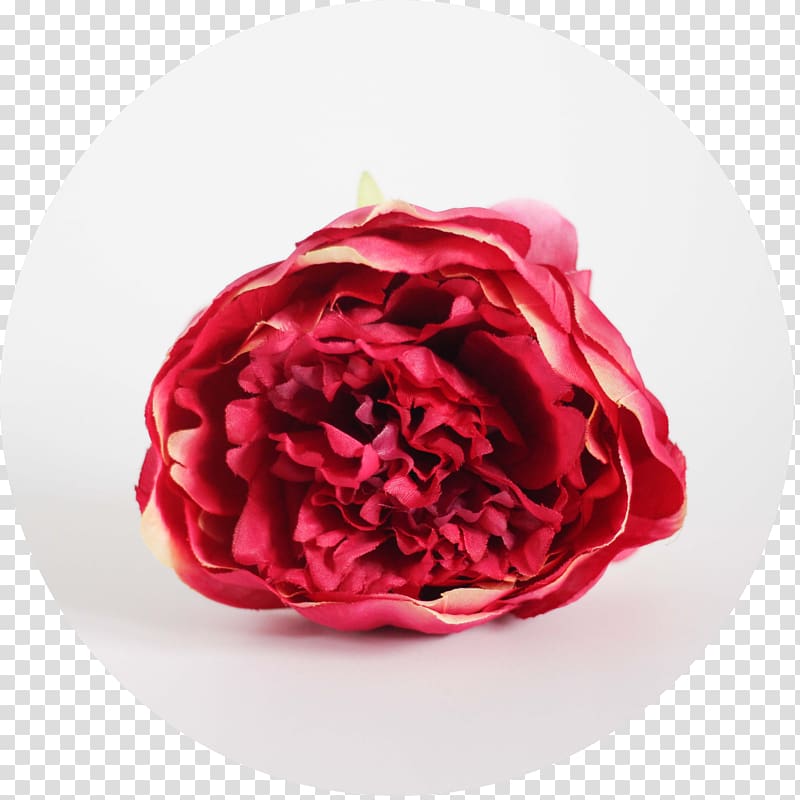 Garden roses Red Peony Cabbage rose Green, peony transparent background PNG clipart