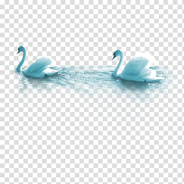 Cygnini Bird Dating , White Swan transparent background PNG clipart