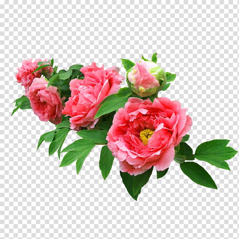 pink petaled flowers illustration, Moutan peony Garden roses Flower, Peony real bonus transparent background PNG clipart