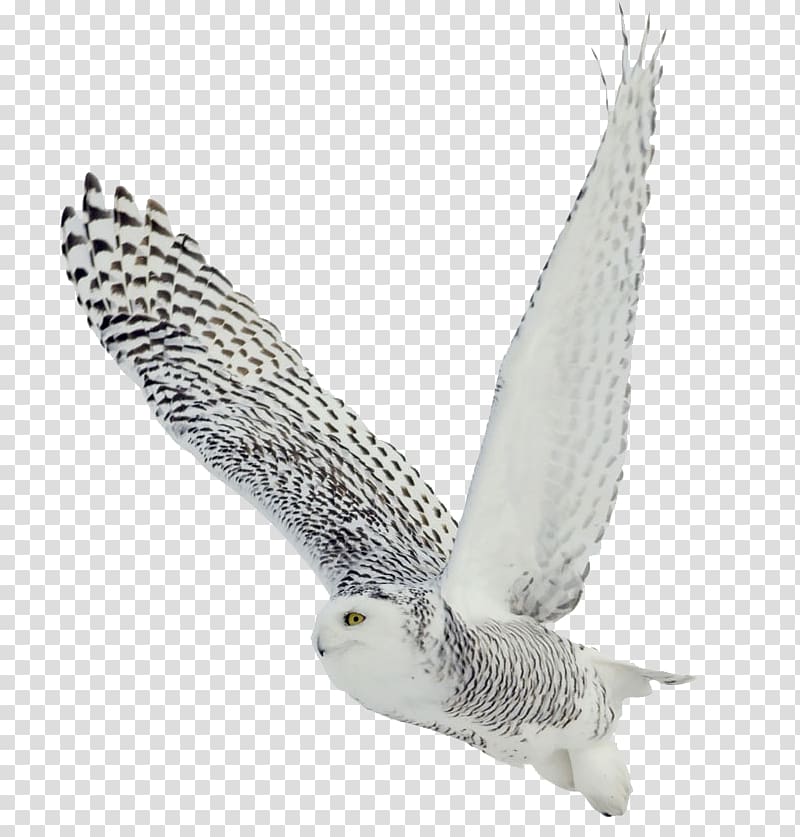 white and black owl flying, The White Owl Black-and-white Owl Bird Barred Owl Snowy owl, Owl transparent background PNG clipart