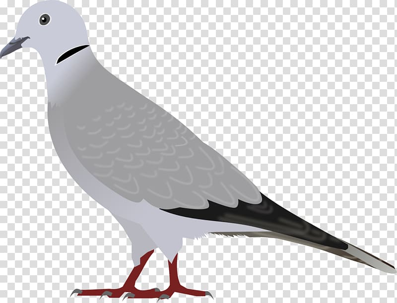 Eurasian Collared Dove European Herring Gull Bird Domestic pigeon Laughing dove, Bird transparent background PNG clipart