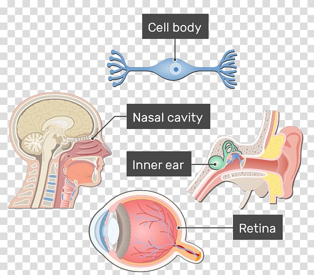 Unipolar neuron Bipolar neuron Multipolar neuron Axon, germ cell body transparent background PNG clipart