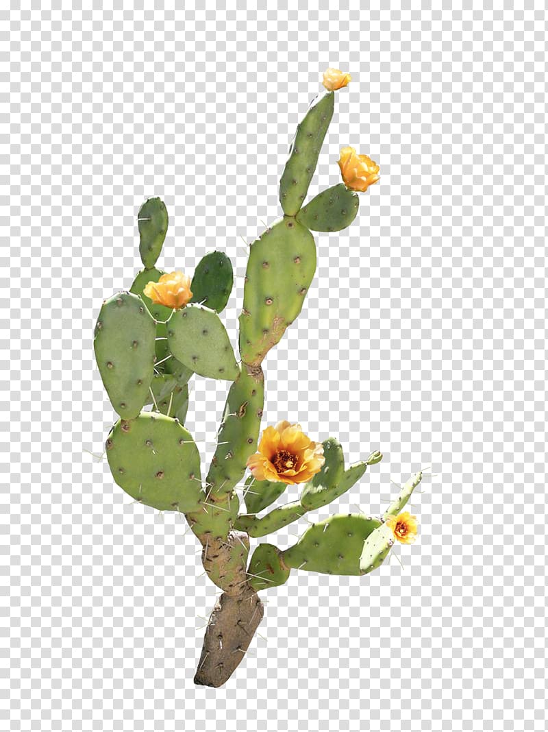 Flower Barbary fig Cactaceae, Open yellow flower cactus transparent background PNG clipart