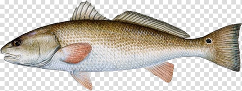 Florida Red drum Drums Redfish Fishing, Atlantic Cod transparent background PNG clipart