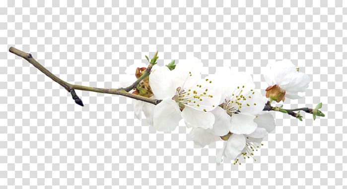 Blossom Fruit tree Easter, Easter transparent background PNG clipart