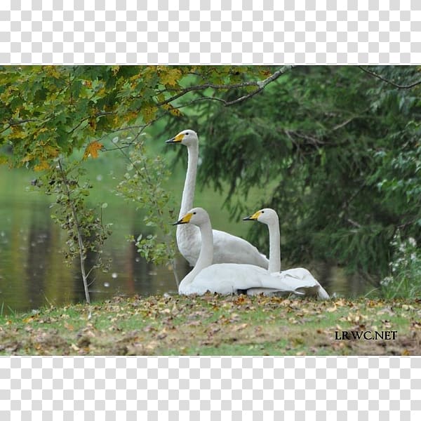 Goose Whooper swan Water bird Cygnini Pelican, Tundra Swan transparent background PNG clipart