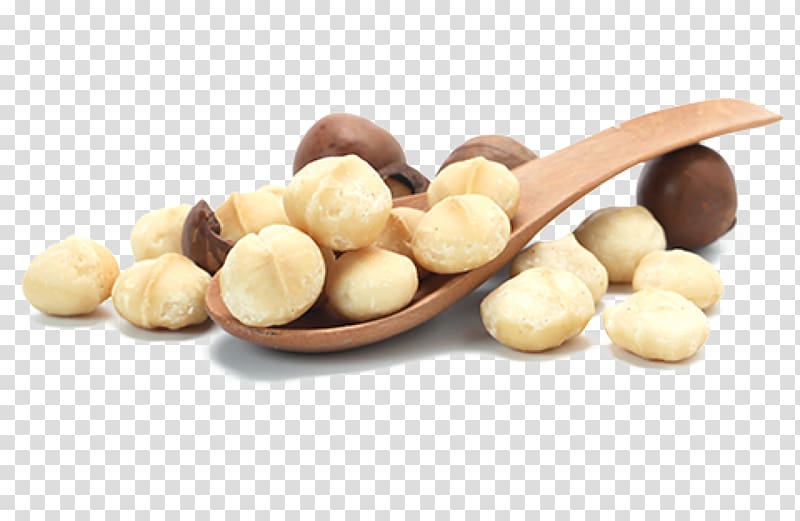 Macadamia oil Macadamia nut Tree nut allergy, nuts transparent background PNG clipart