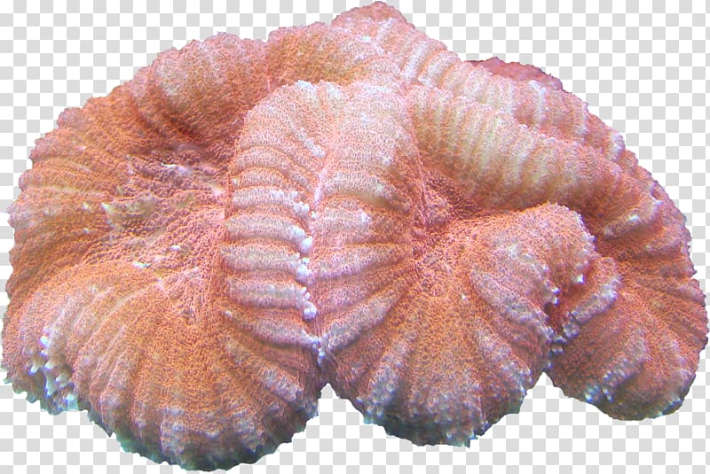 Polyvore Jacket Mug Cup, coral transparent background PNG clipart