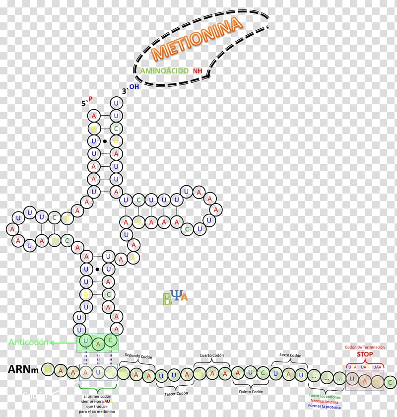 Transfer RNA Translation Codon Ribosome, others transparent background PNG clipart