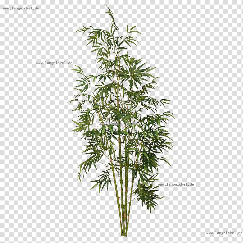 Tree Tropical woody bamboos Plant Shrub, tree transparent background PNG clipart