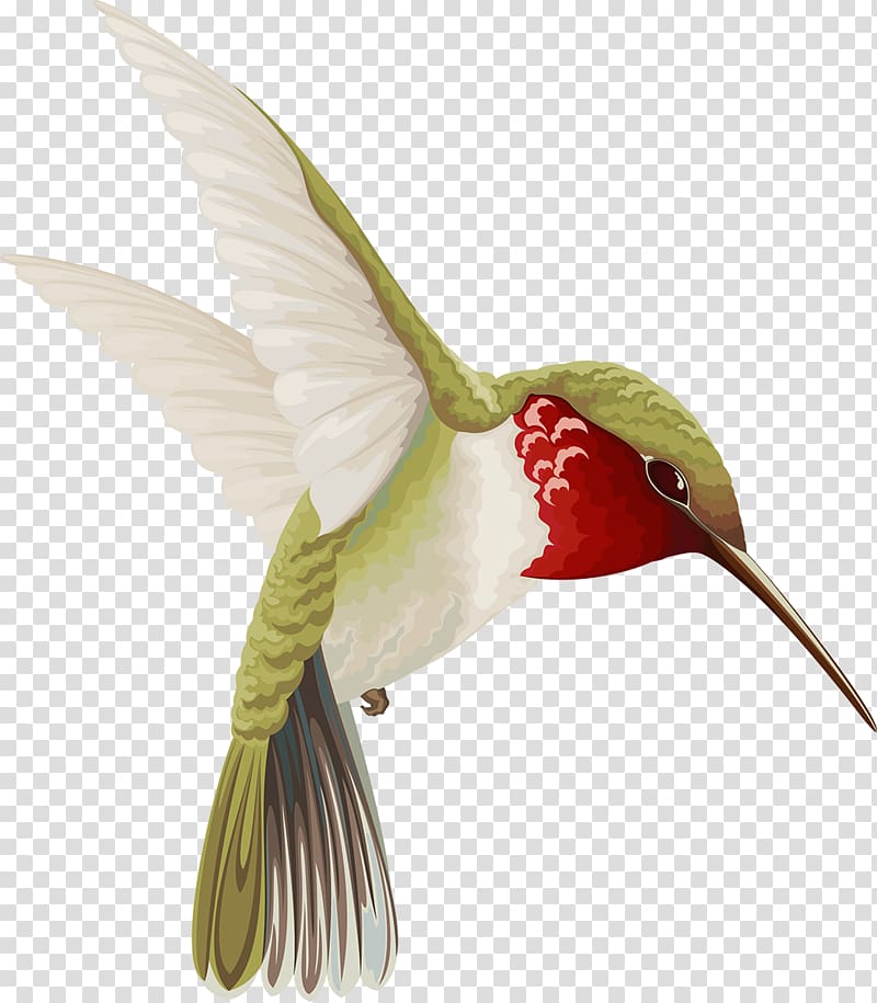 Hummingbird Drawing, kiwi transparent background PNG clipart