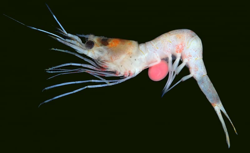Parasitism Worm Host Rhizocephala Crustacean, shrimps transparent background PNG clipart