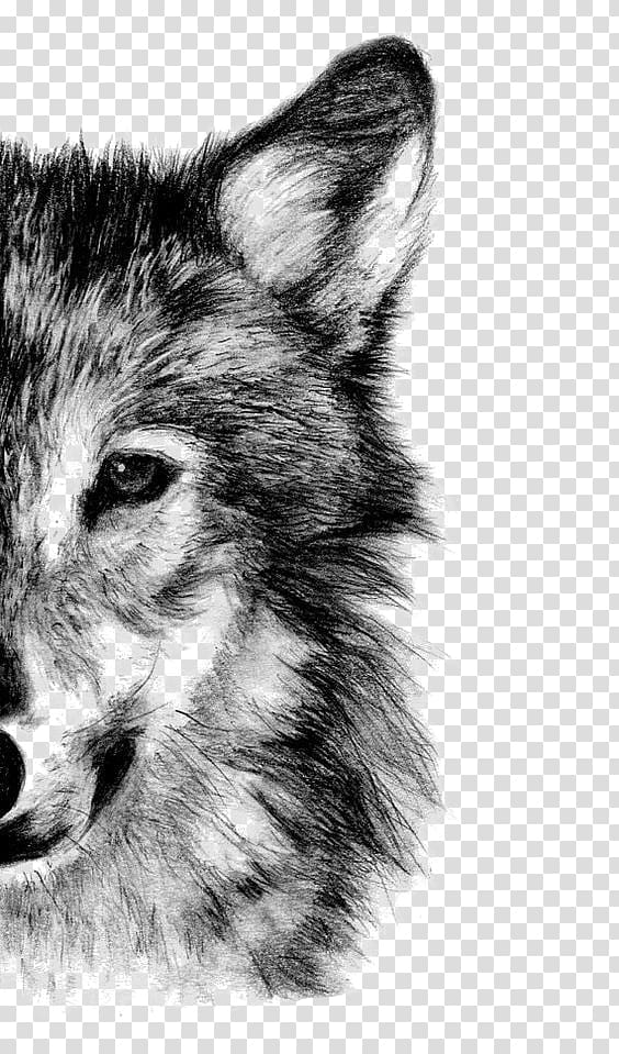 Gray wolf Drawing Pencil Sketch, Wolf, gray wolf transparent background PNG clipart