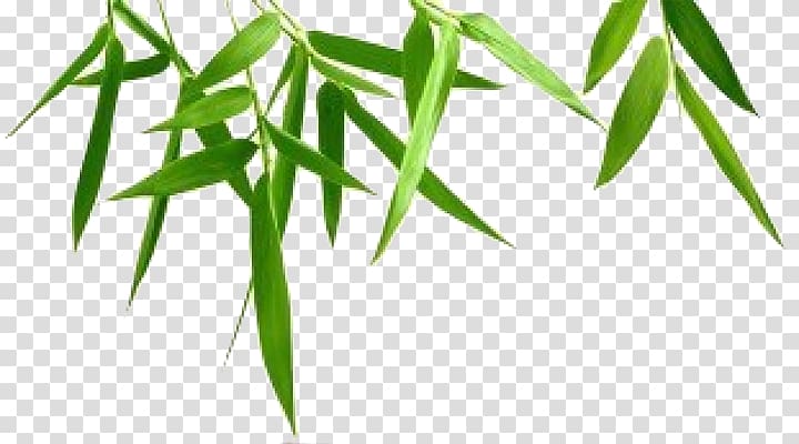 green bamboo, Bamboo , Bamboo Leaf Background transparent background PNG clipart
