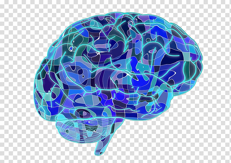 Large scale brain networks Neuroscience Memory Neuron, Blue brain cells transparent background PNG clipart