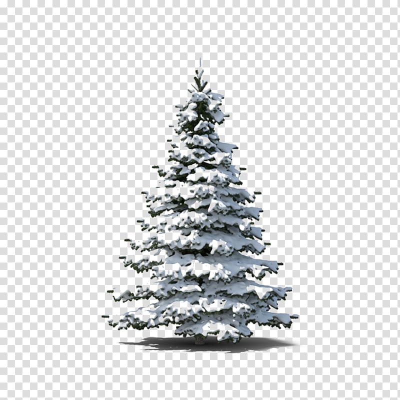 snow covered evergreen trees transparent background PNG clipart