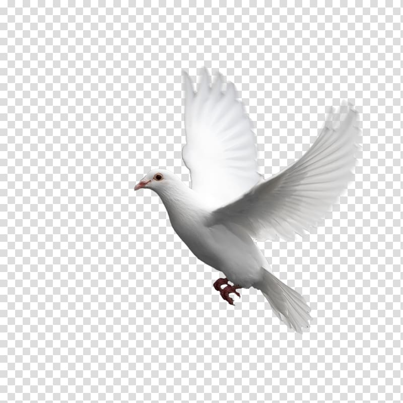 Domestic pigeon Columbidae Bird Squab, gull transparent background PNG clipart