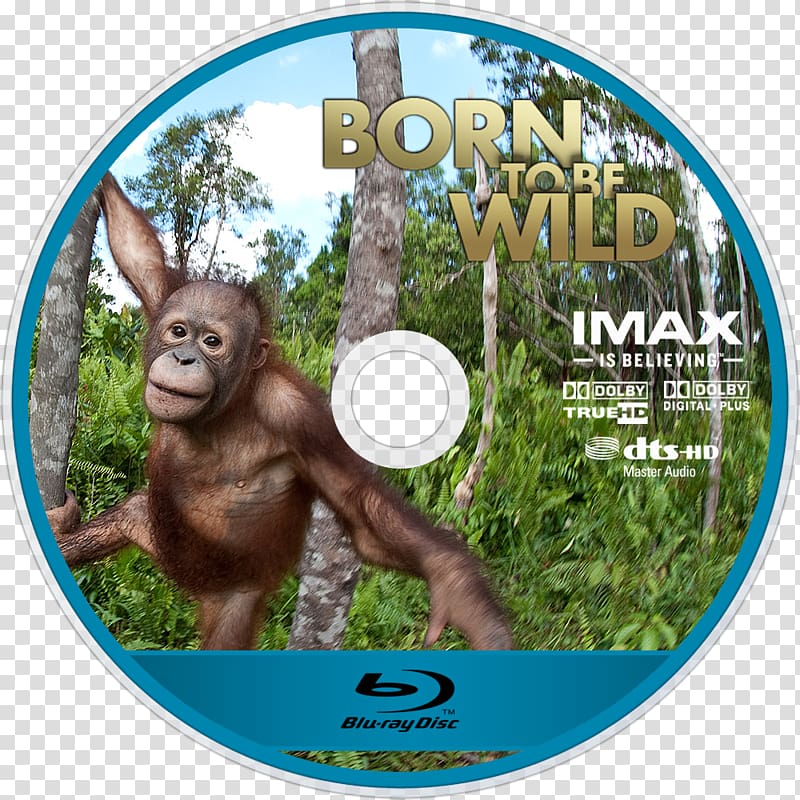Orangutan Gorilla Omniversum IMAX Jungle M, orangutan transparent background PNG clipart