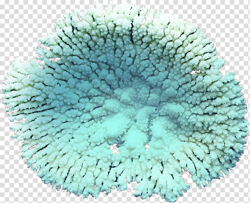 Coral Algae , coral transparent background PNG clipart