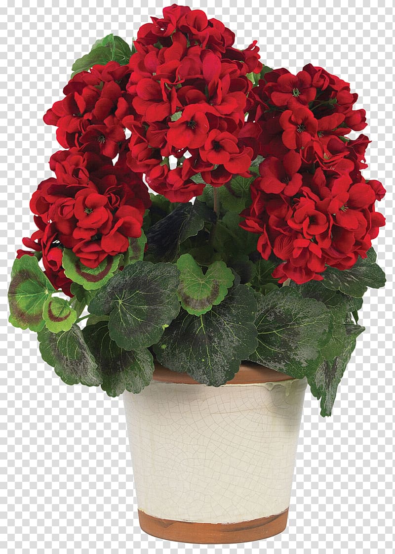 red petaled flowers on white pot, Loudspeaker Bluetooth Wireless speaker Plant Geraniums, flower pot transparent background PNG clipart