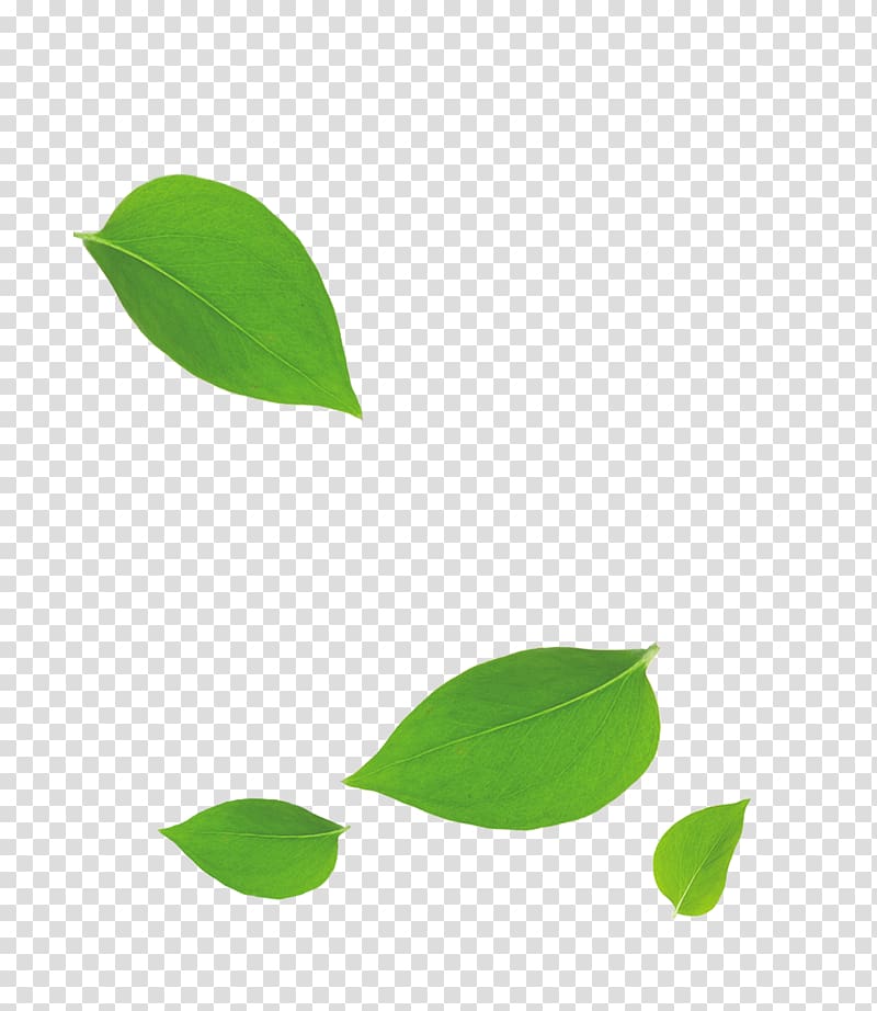 green leaves, Leaf Bamboo, Green leaves falling floating material transparent background PNG clipart